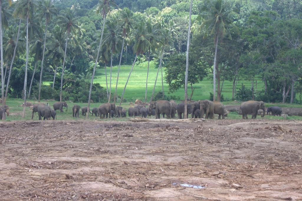 Risenlak Holiday Resort Polonnaruwa Eksteriør bilde